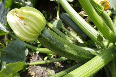 Was tun mit der Zucchinischwemme? Was tun mit der Zucchinischwemme?